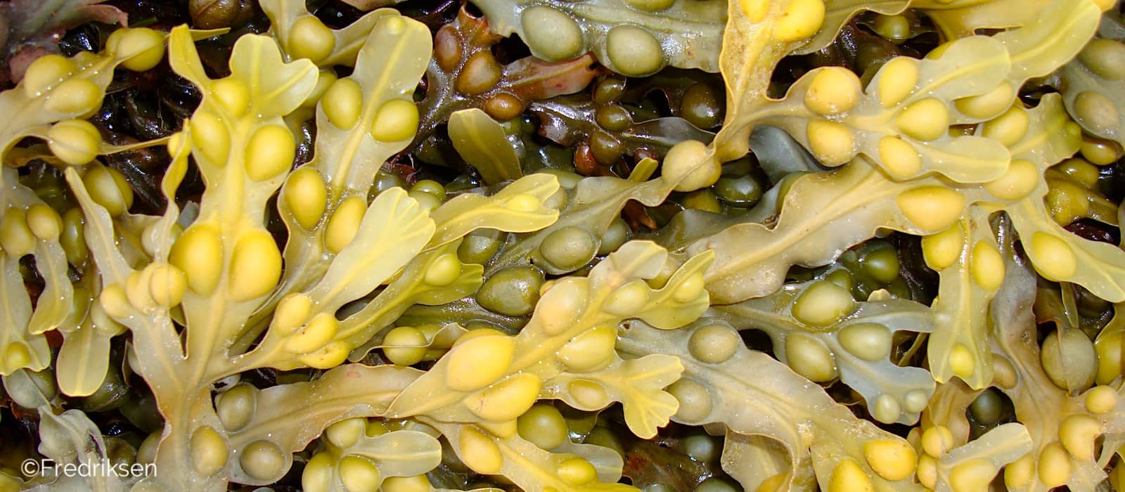 Kelp close-up photo by the University of Bergen